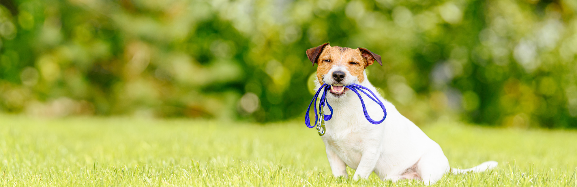 Submit Your Volunteer Dog Walker Application